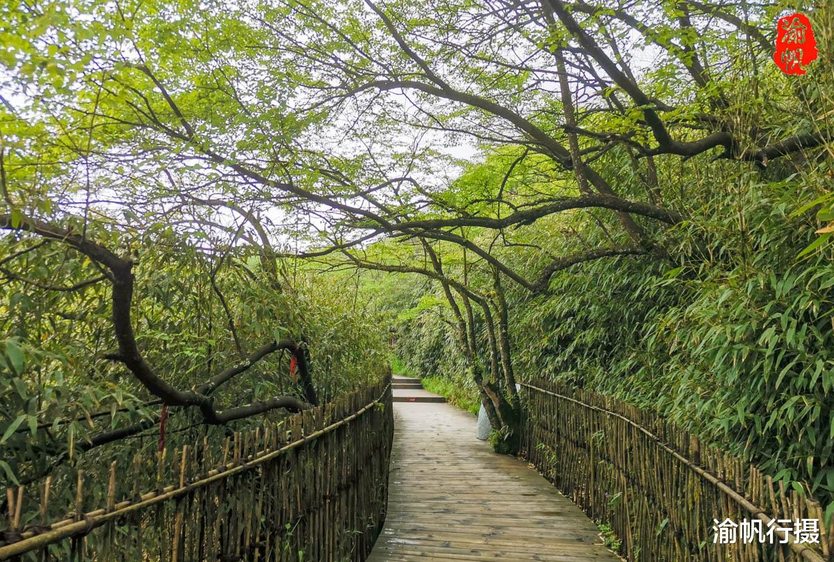 金佛山|重庆最有名的山,不仅是5A景区,还是世界遗产,雨天上山如临仙境