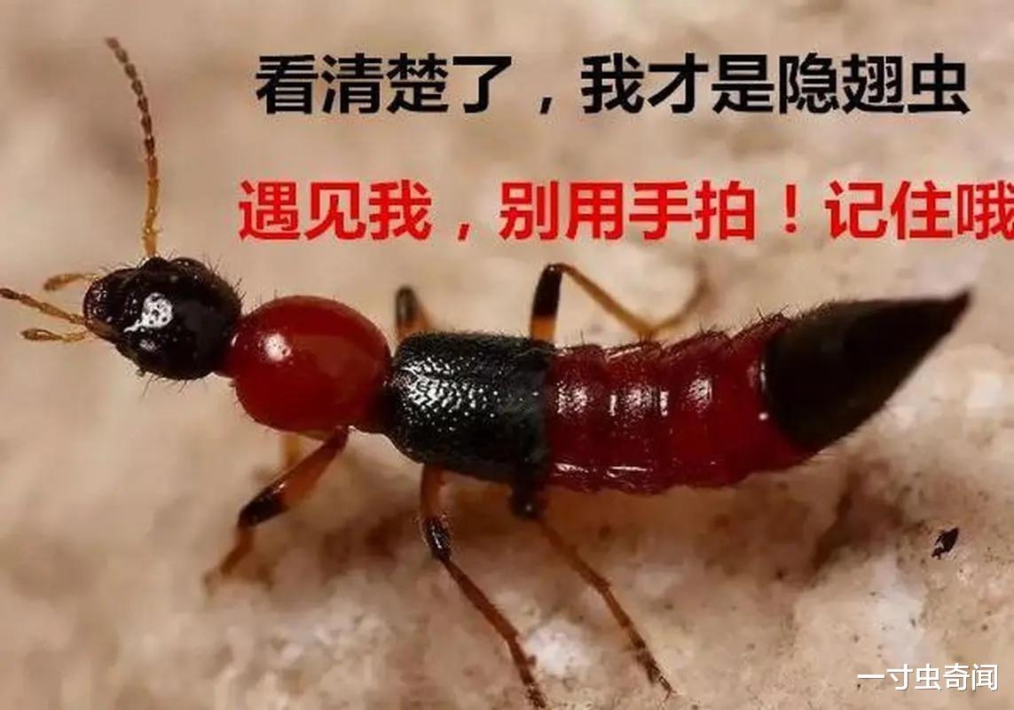 隐翅虫究竟可怕在哪?如何防范隐翅虫?其实隐翅虫也是“背锅侠”