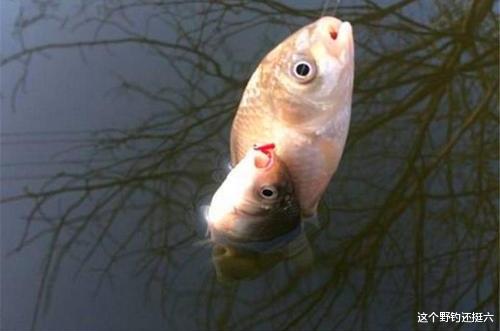 魔兽世界|冬季“有鱼没口，有口打不着”怎么办？问题的正确解读与有效应对