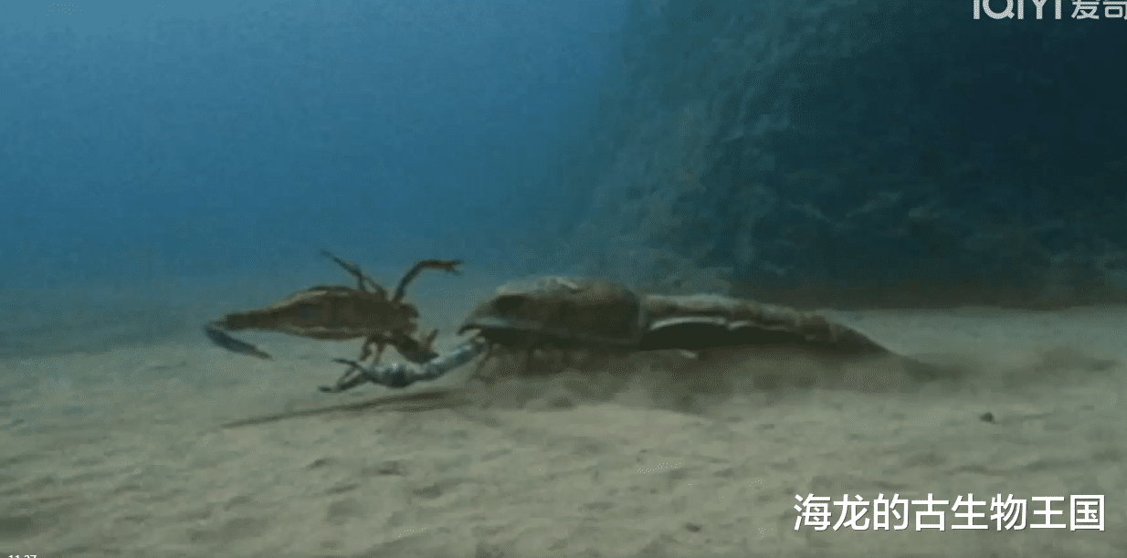 史前最大的节肢动物是什么?