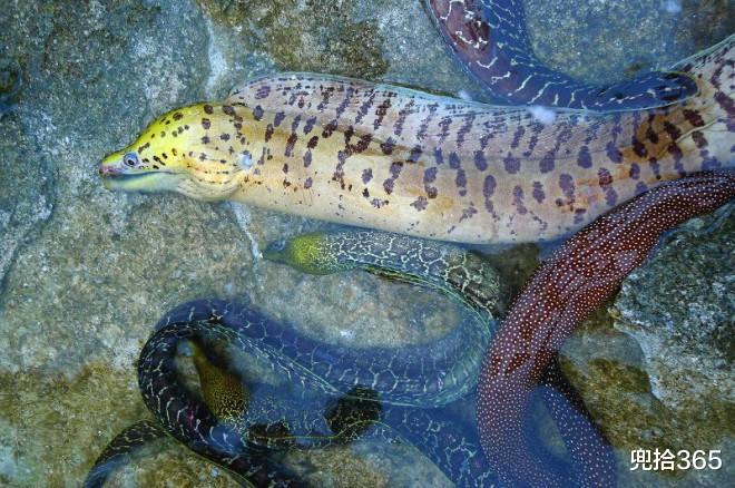 舟山|女子海边捡了条鱼放生，被钓鱼人要求赔偿400元，到底怎么回事？