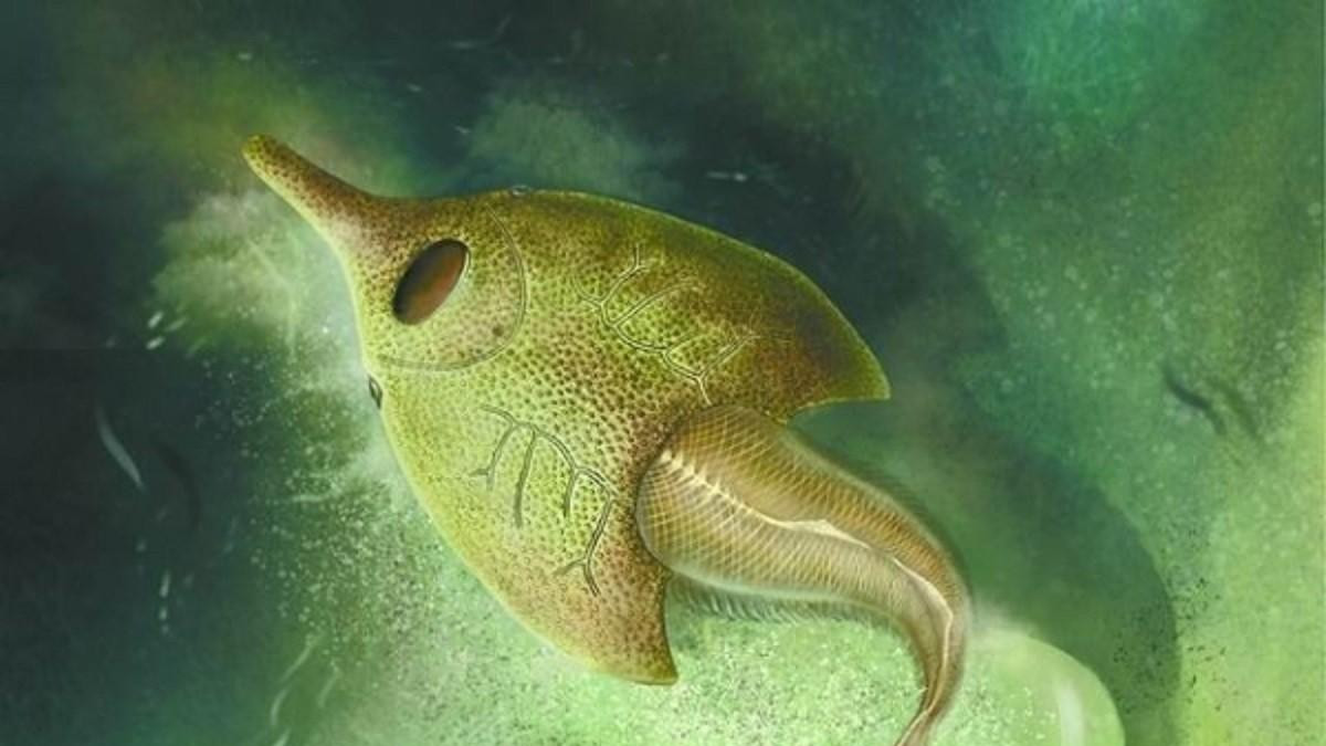 我们的祖先是一条鱼？科学家证实：人类中耳由远古鱼的鳃进化而来