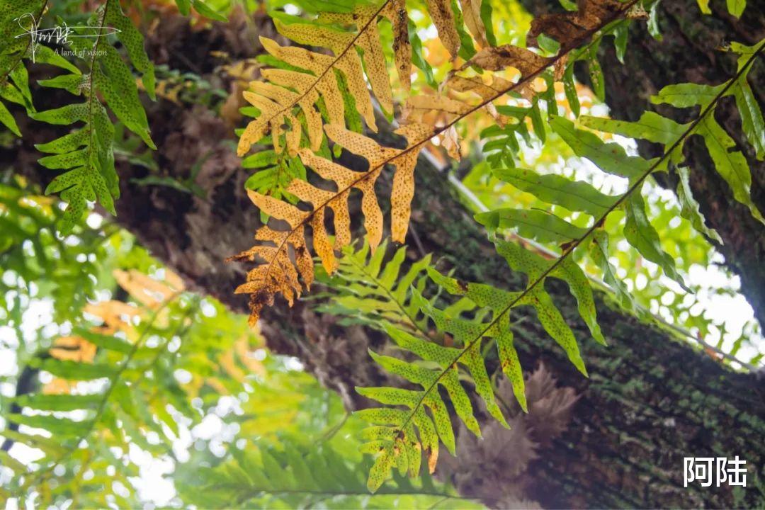|邂逅马金溪畔汉唐香府，最让我惊艳的竟然这种长势茂密的流氓植物