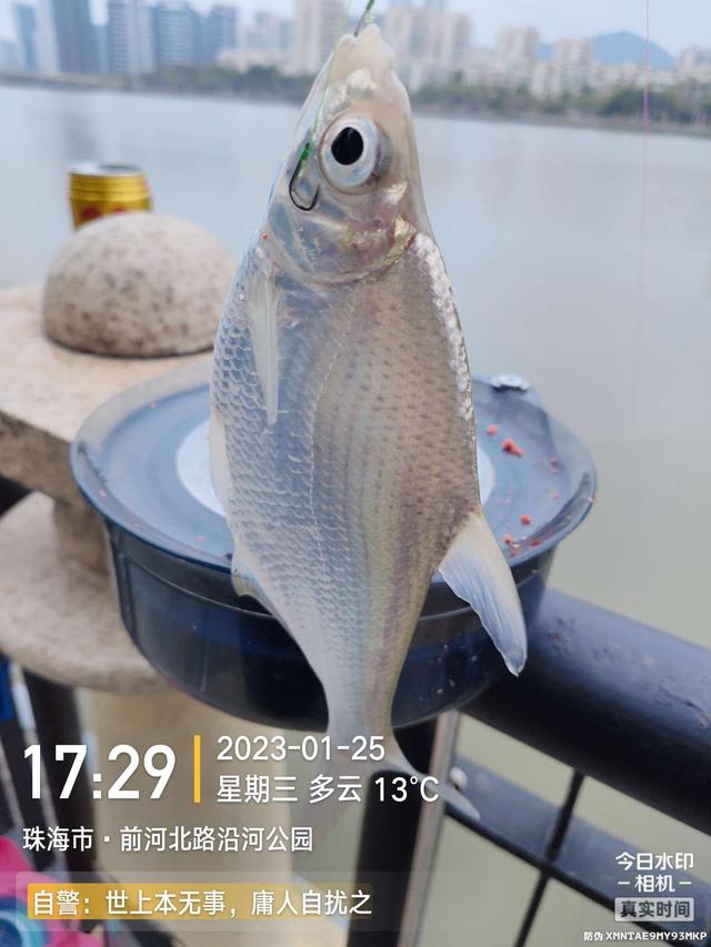 鳊鱼|小鱼群里的巨物，钓友这次超威武
