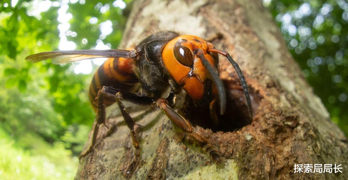 地球上长相最恐怖的10种生物，常见在恐怖片中，你见过几种？