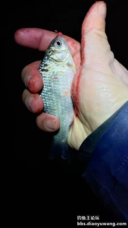 饵料|开张迎吉（鲫），惊喜有翘