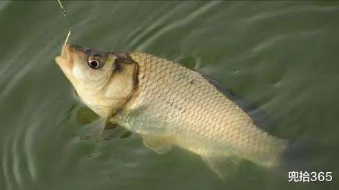 |四川邛海玩出了新花样,4000元办钓鱼证,所得渔获不限可全部带走