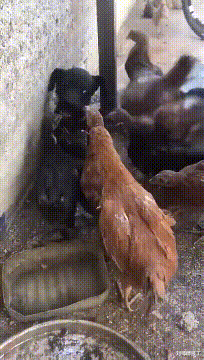 阳台|“老家的房子完工了,可总觉得哪里不对劲,”这阳台是