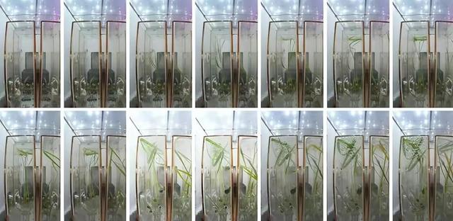 水稻、拟南芥、蔓越莓,神舟十四号为啥带它们回来?各有各的用处