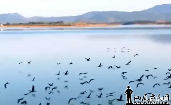 壮观!成千上万只候鸟落脚公平水库...
