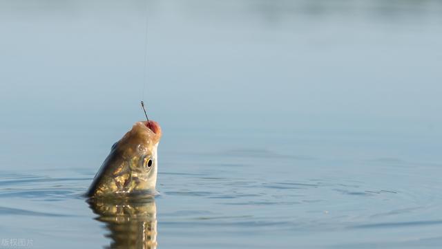 鲫鱼|草洞开得好,大板少不了,冬天开草洞很重要