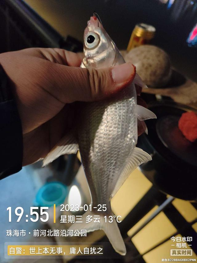 鳊鱼|小鱼群里的巨物，钓友这次超威武