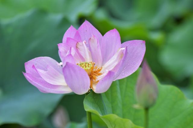 摩羯座|巧舌如簧、能说会道的星座，善于交际，容易被认可