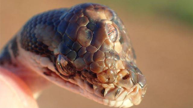 林警发现三只眼的蟒蛇，生物学家：表示从来没有见过这样的变异