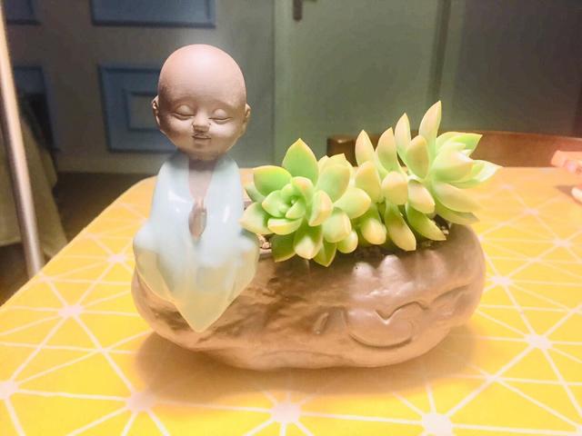 室内想要养好多肉,补光灯必不可少,是真的吗?