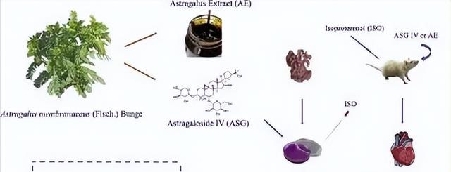 蜂蜜|黄芪比枸杞、人参更厉害？黄芪有什么功效和副作用？