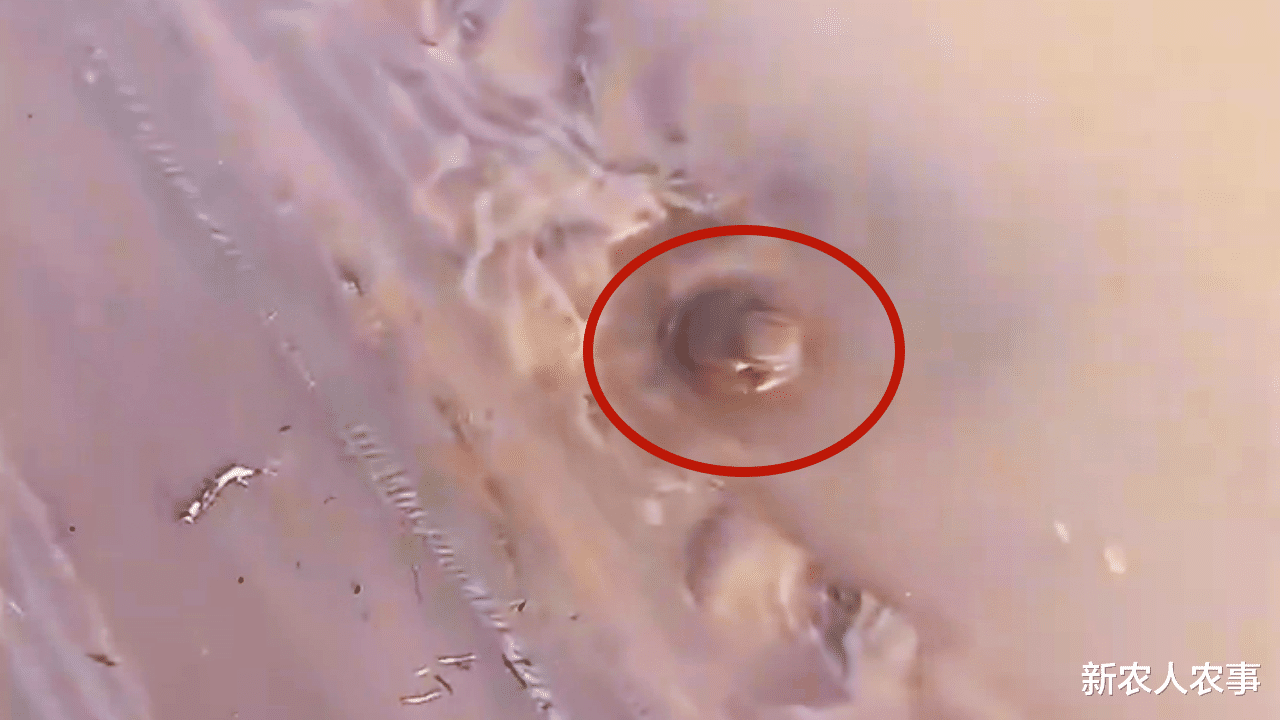 黄河|男子在黄河边钓鱼无获,水边掀开一鼓包后惊呼:钓半天不如这一下