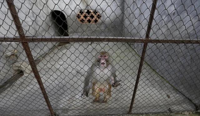 抓伤多人的泽雅“猴王”被抓!却不敢放入猴群,为何频繁攻击人?