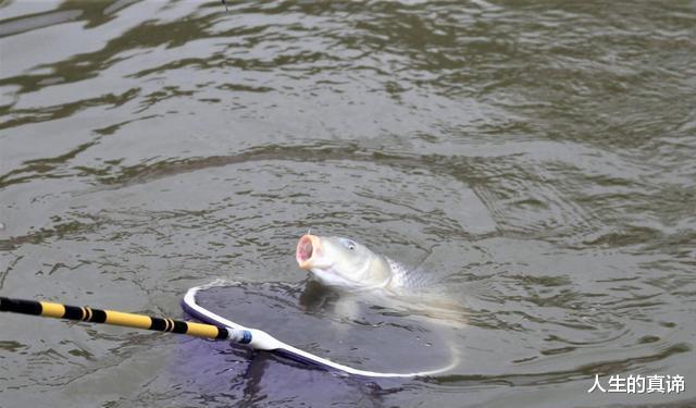 |钓鲤鱼只需抓三种吃口动作即可?深度解析鲤鱼吃饵咬钩漂相
