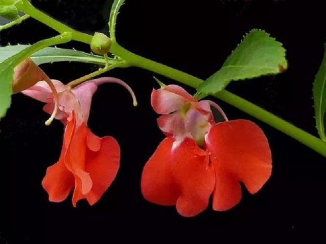 唐朝 “俗染纤纤红指甲，金盆夜捣凤仙花”古代女子染指甲的方法最健康