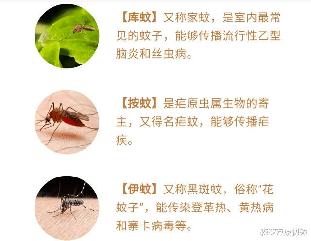 不顾反对!美国将放出24亿只转基因蚊子,有什么目的?
