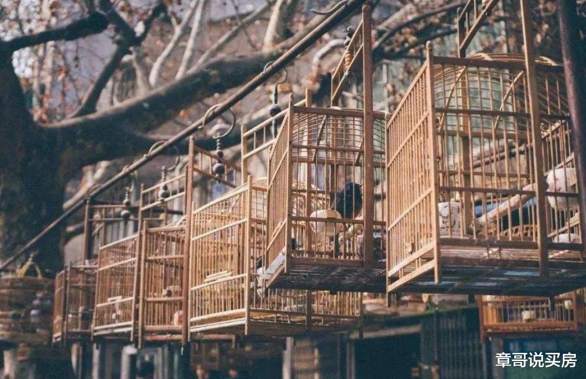 闲话提笼架鸟，鸟世界的达尔文生存法则