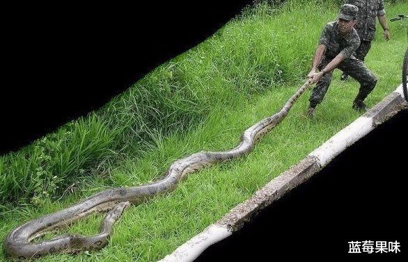 翡翠|蟒蛇中有“七彩吞天蟒”？蛇界中的“大哥大”，蚺和蟒如何区分？