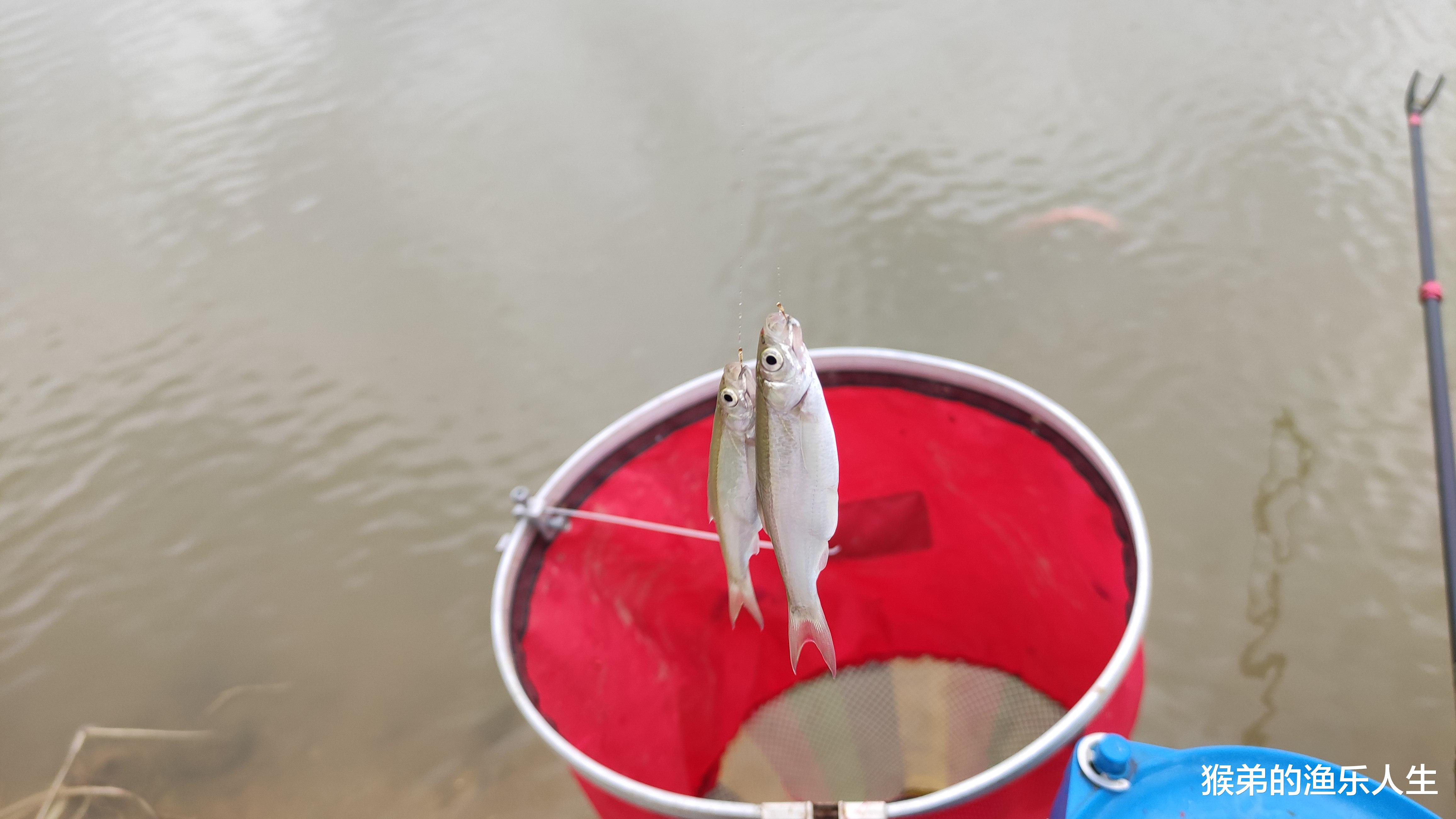 |还在为小杂鱼闹钩而心烦？试试这个办法吧，专钓底层大板鲫