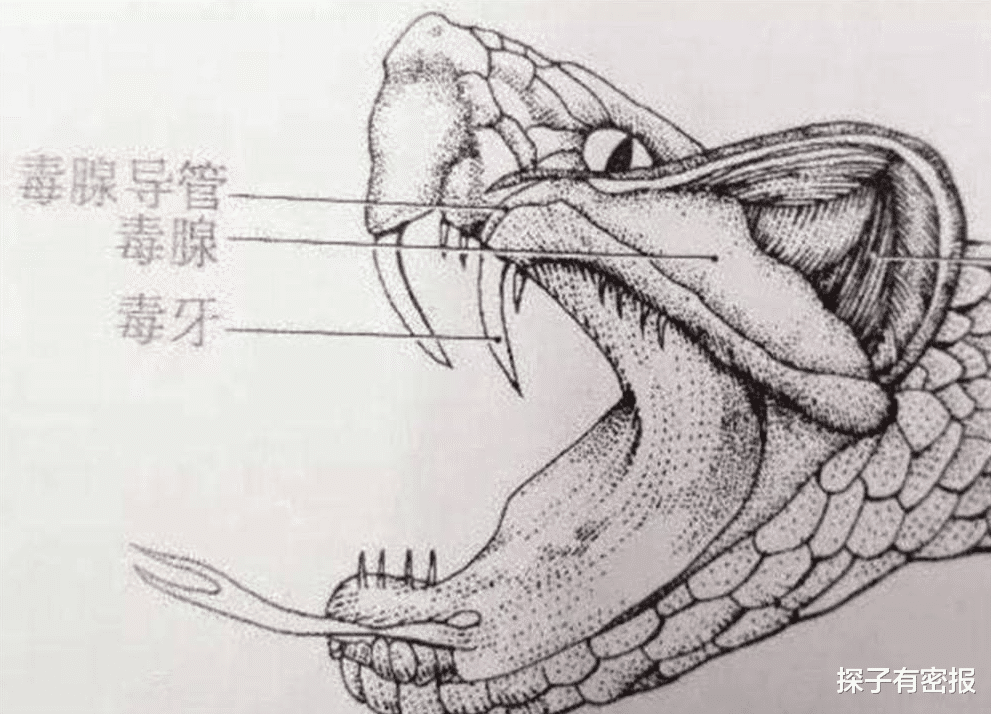 冬眠期的蛇如果被人挖到,还会咬人吗?该如何处理这种情况?
