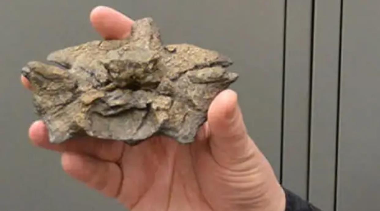 在6000万年前,地球发了一次“高烧”,孕育出了史上最大的蛇