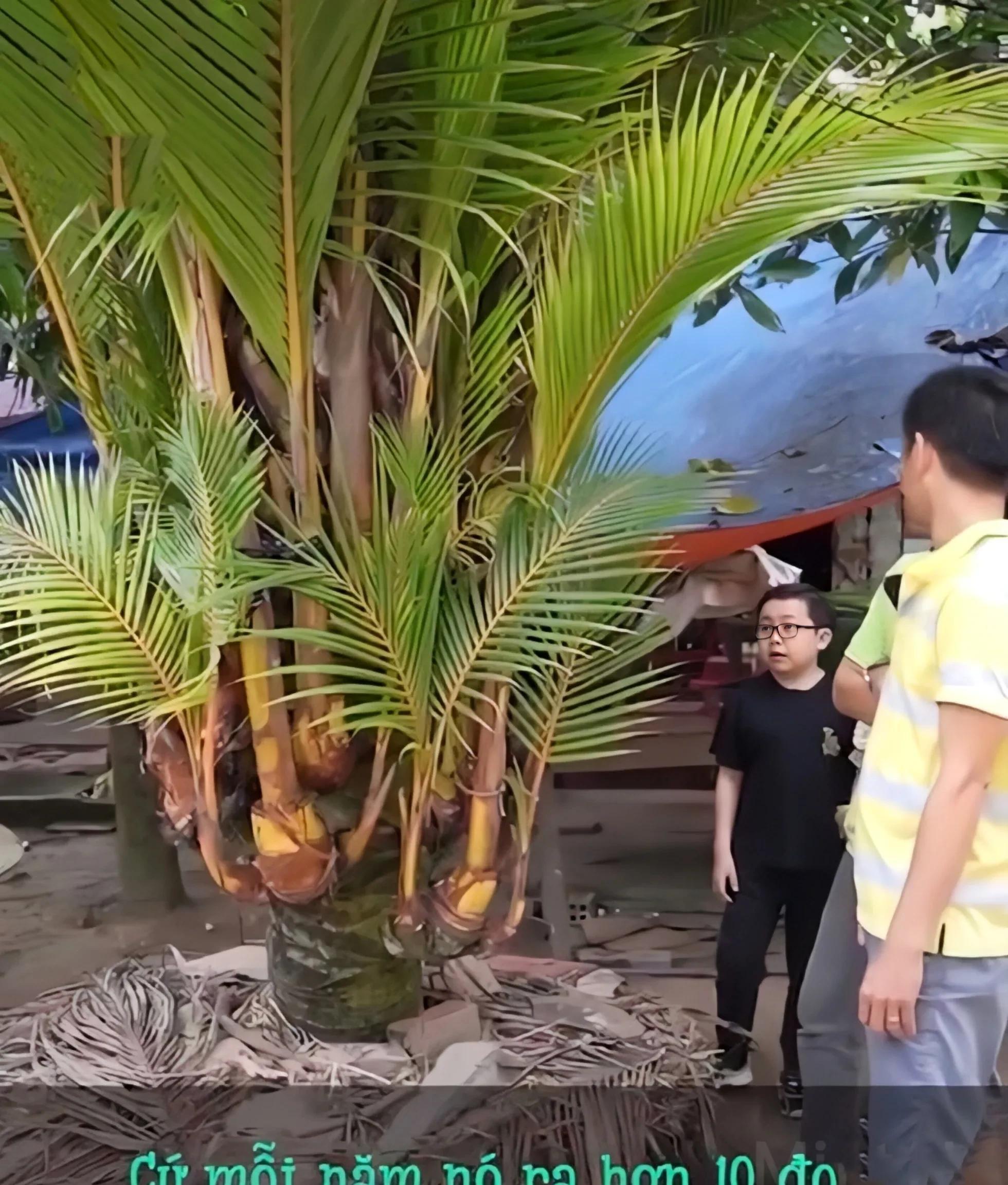 2019年他花870元买下一棵椰子树，结果3年后出价43万都不肯卖