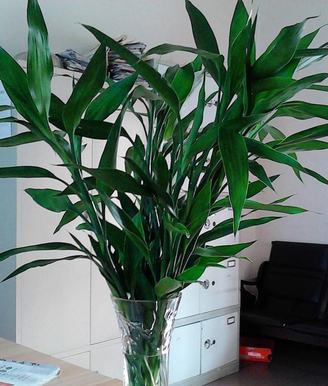 家里养富贵竹,几根招财?几根吉祥?凑个吉利数,好运自然来