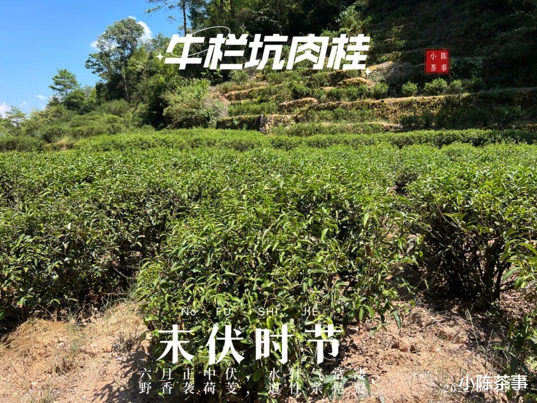 从西湖龙井、武夷岩茶，到信阳毛尖、白茶，台地茶究竟好不好呢？