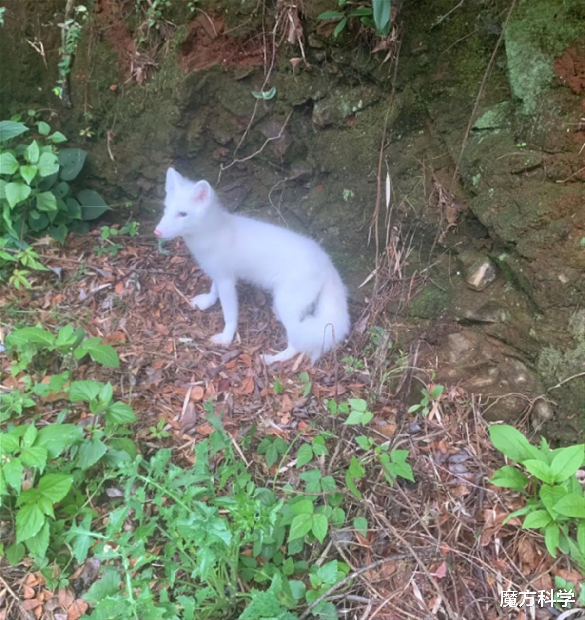 昆明西山惊现“白色精灵”!是狐还是狗?为何说绝非好事、要警惕