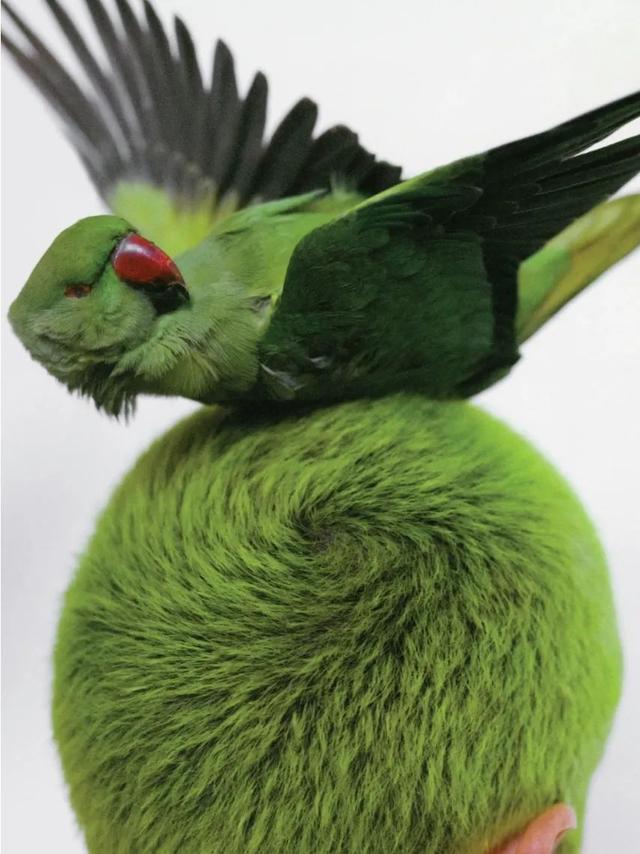 刘海 你不好好打扮的样子,「怪美」的