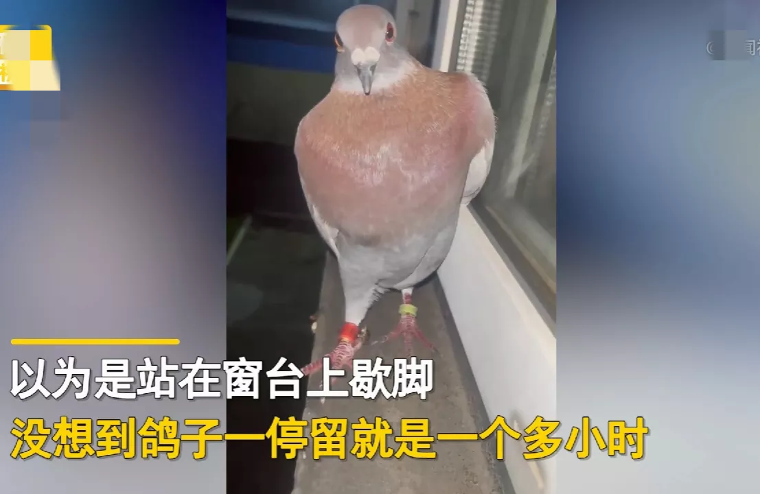 江苏淮安,一女子发现自己家窗台飞来一只信鸽,以为是歇脚,没想到鸽子停留一个多小时