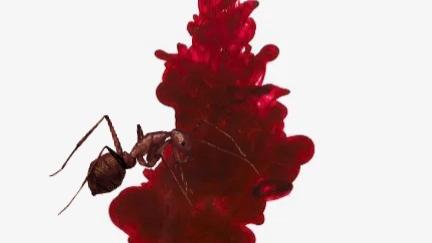 一群蚂蚁围着吃的红色液体是什么呢？