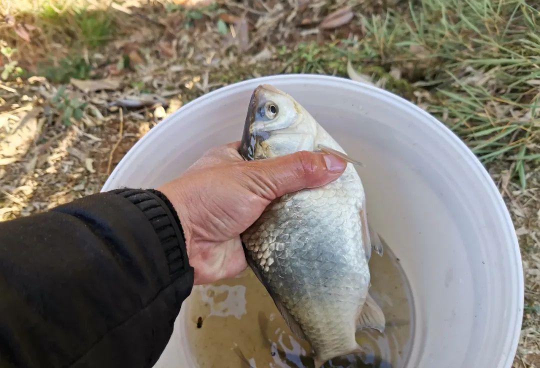 埃及|误把“土鲶”当“塘鲺”，盘点几种常被认错的鱼，老钓手也分不清