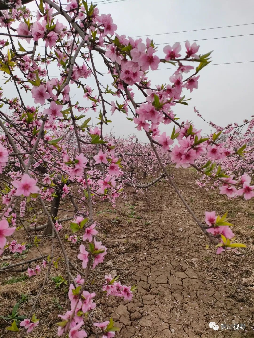 安徽|在那桃花盛开的地方---富平县北韩家