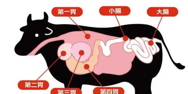 为什么要在牛身上开个洞,还经常伸手进去掏,难道它们不会痛吗?