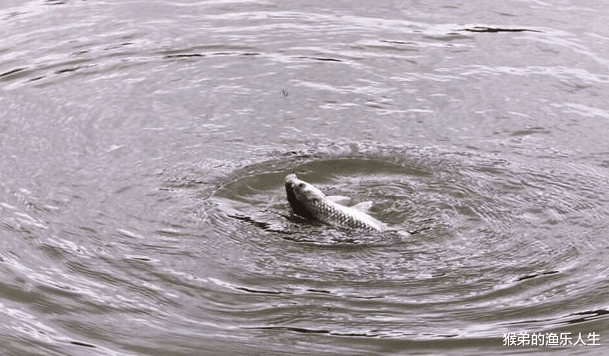饵料|夏至过后鱼更难钓,鱼都出没在这些地方,找到一个爆护就变得简单