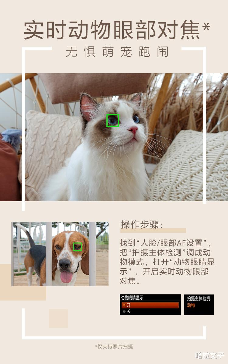 相机|最适合新手的Vlog相机，索尼ZV-1