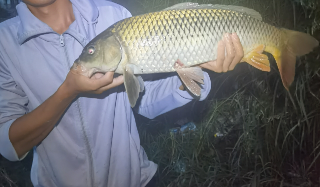 猫之城|钓友为何都喜欢昼伏夜出,原因很简单:白天要搬砖,晚上有空闲