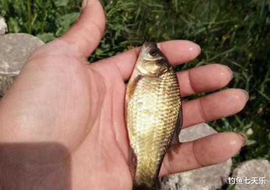 大板鲫|春天野钓鲫鱼，为何“大板鲫”总是很少钓到？原因其实很简单