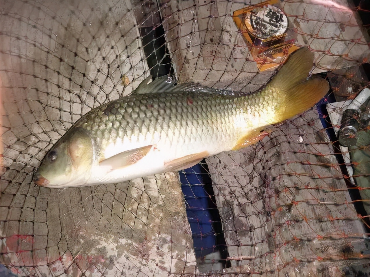 |野钓时顿口频出，十提九空，到底应该怎么应对