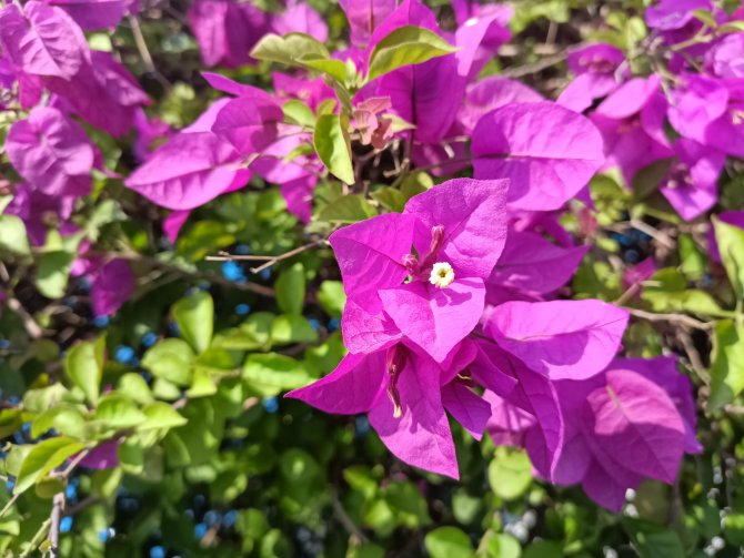 摄像头|realme 真我Q3 Pro测评:优良的性能