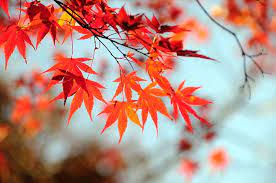 如何让你拍的枫叶更生动,从构图到拍摄时间,都要有所讲究