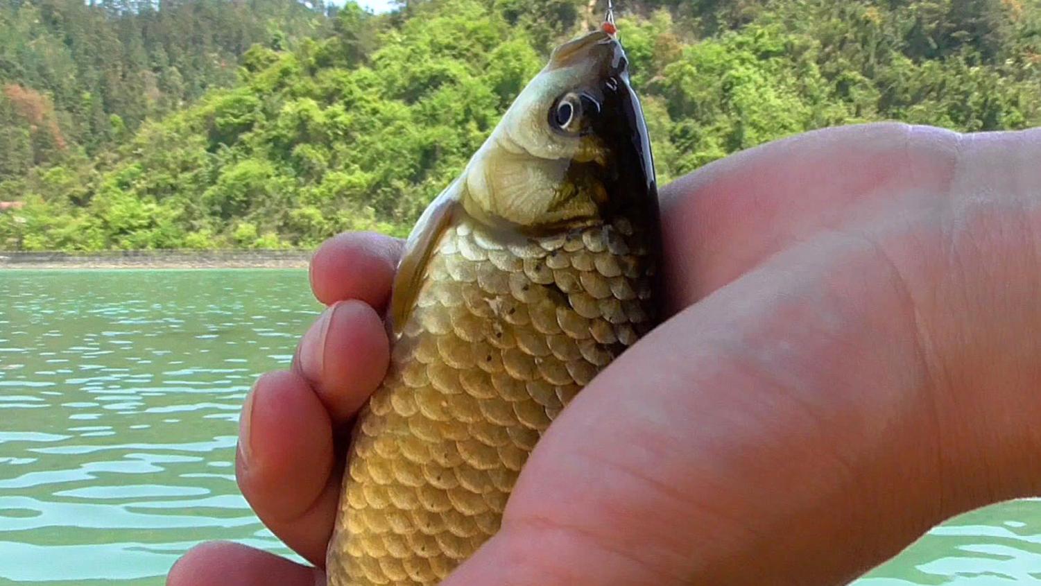 鲫鱼|哪种鱼饵冬钓鲫鱼效果最好？冬钓鲫鱼饵的排行榜