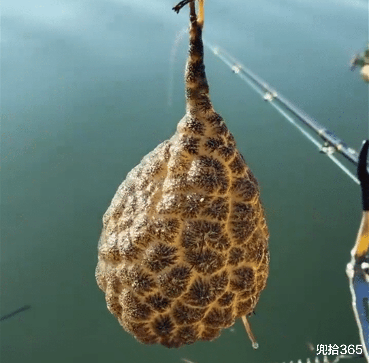 湖南|湖南一男子野钓收获“肉球”，没见过也不认识，懂行的人却说值钱