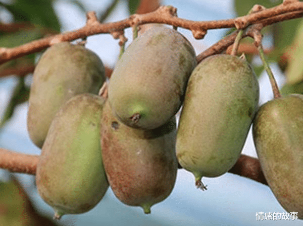 家有小孩就养此果树,果大味甜堪比蜂蜜,营养价值很高